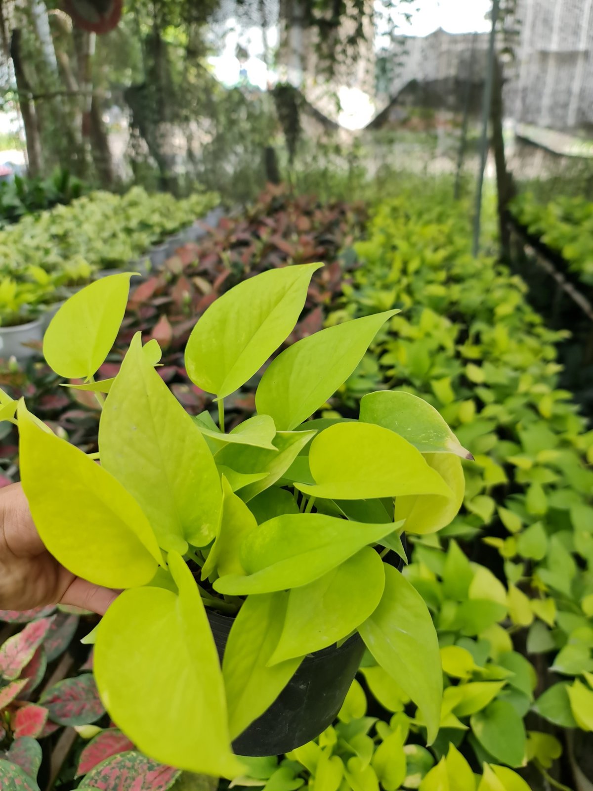 CÂY TRẦU BÀ VÀNG THÁI, (cao 25cm), cây phong thủy hút tài lộc để bàn mini GIÁ RẺ, lọc không khí, Cây Tươi Nguyên CTN0430 3