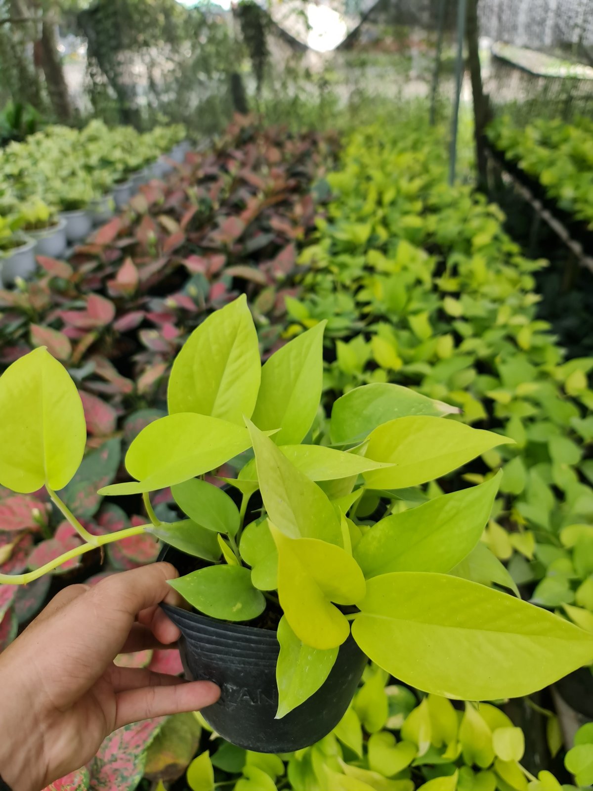 CÂY TRẦU BÀ VÀNG THÁI, (cao 25cm), cây phong thủy hút tài lộc để bàn mini GIÁ RẺ, lọc không khí, Cây Tươi Nguyên CTN0430 2