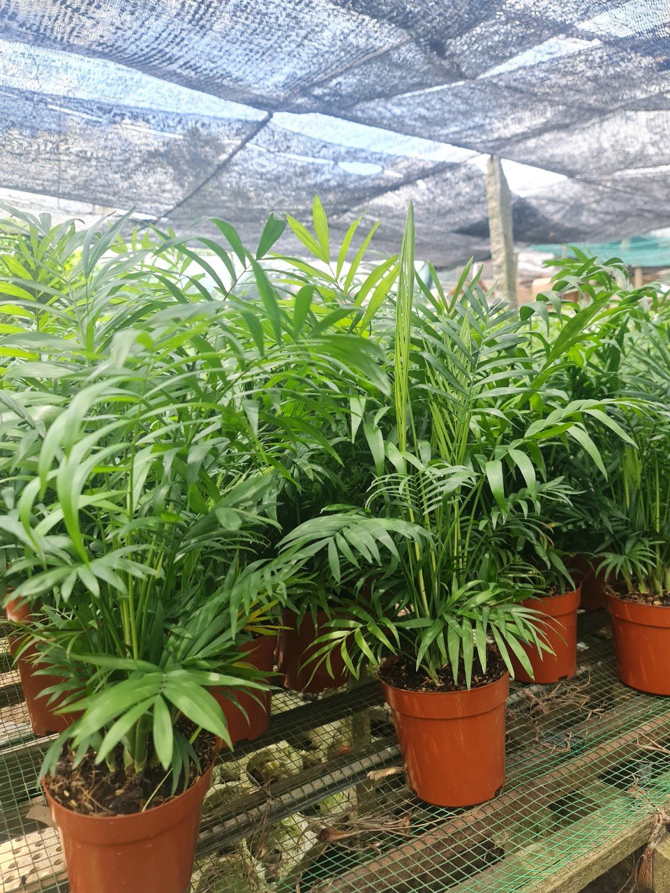 CÂY CAU TIỂU TRÂM ( SIZE LỚN) ,(cao 40cm), cây phong thủy hút tài lộc để bàn mini GIÁ RẺ, lọc không khí, Cây Tươi Nguyên CTN0360 2