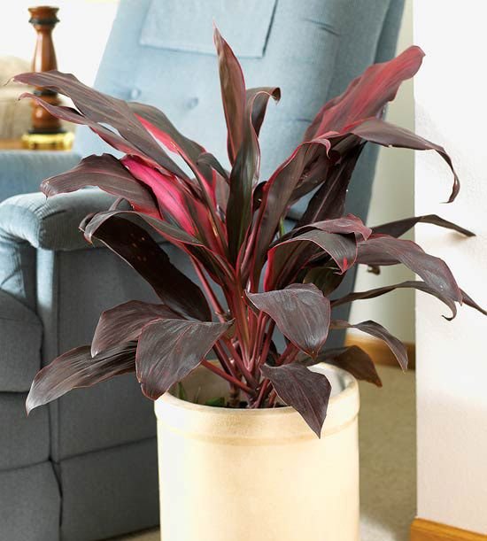 CÂY PHÁT TÀI Đỏ, (cao 35cm), cây phong thủy hút tài lộc để bàn mini GIÁ RẺ, lọc không khí, Cây Tươi Nguyên CTN0090 2