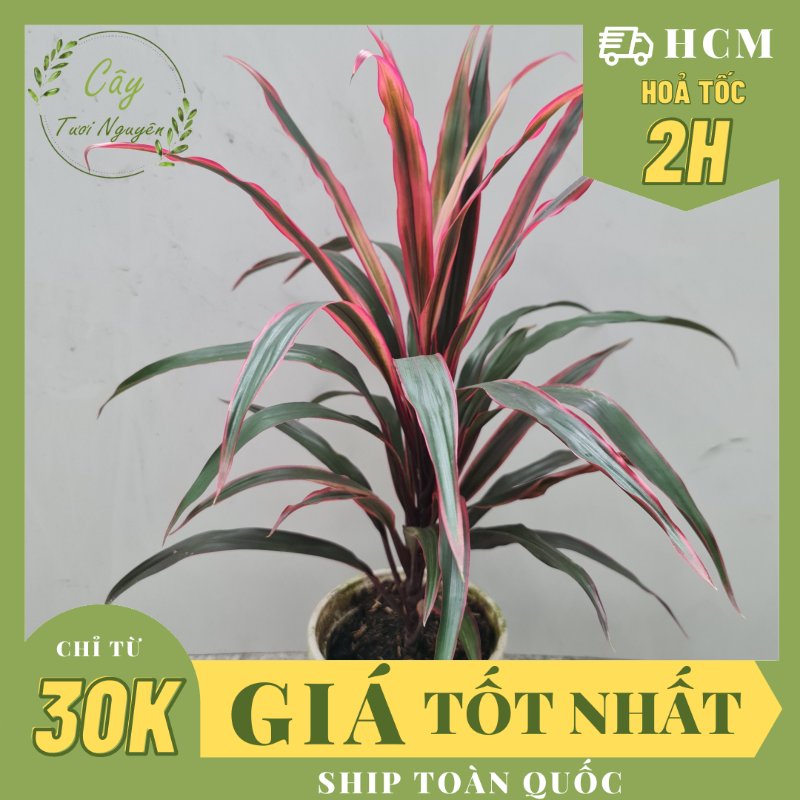 CÂY PHÁT TÀI Đỏ, (cao 35cm), cây phong thủy hút tài lộc để bàn mini GIÁ RẺ, lọc không khí, Cây Tươi Nguyên CTN0090