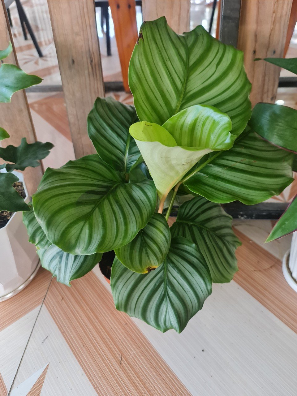 CÂY ĐUÔI CÔNG Táo xanh, (cao 35cm), cây phong thủy hút tài lộc để bàn mini GIÁ RẺ, lọc không khí, Cây Tươi Nguyên CTN0080 3