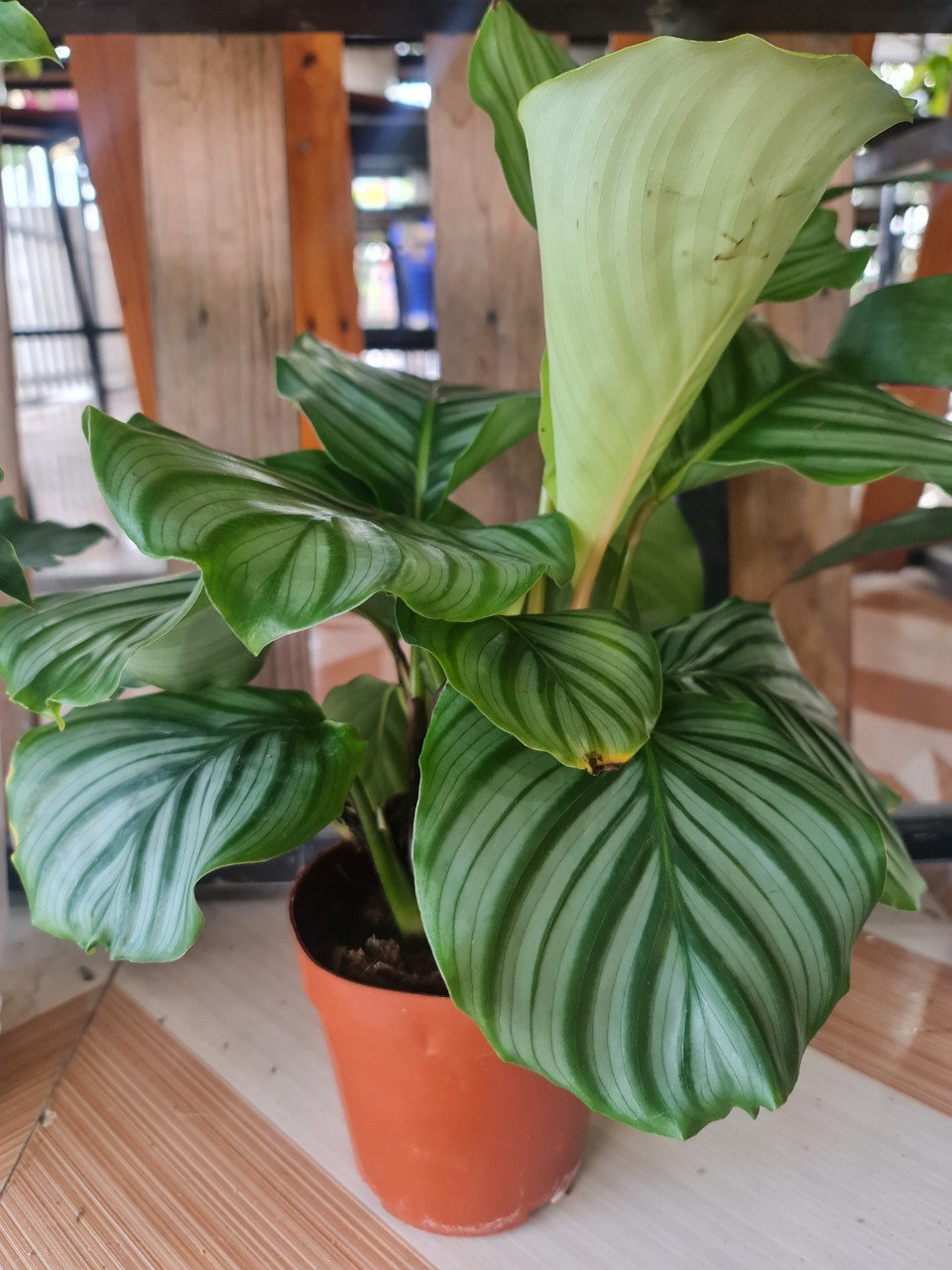 CÂY ĐUÔI CÔNG Táo xanh, (cao 35cm), cây phong thủy hút tài lộc để bàn mini GIÁ RẺ, lọc không khí, Cây Tươi Nguyên CTN0080 2