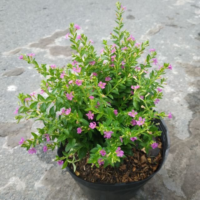 CÂY HOA CẨM TÚ MAI, (cao 20cm), Cây cảnh, dễ trồng GIÁ RẺ, nở quanh năm, Cây Tươi Nguyên CTN0290 2