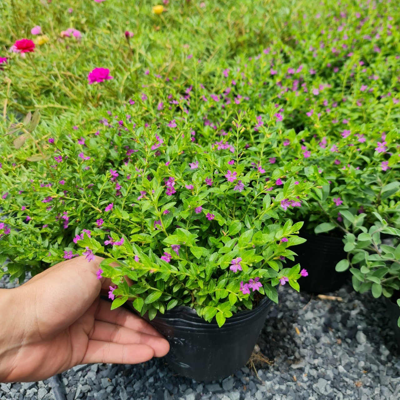 CÂY HOA CẨM TÚ MAI, (cao 20cm), Cây cảnh, dễ trồng GIÁ RẺ, nở quanh năm, Cây Tươi Nguyên CTN0290 3