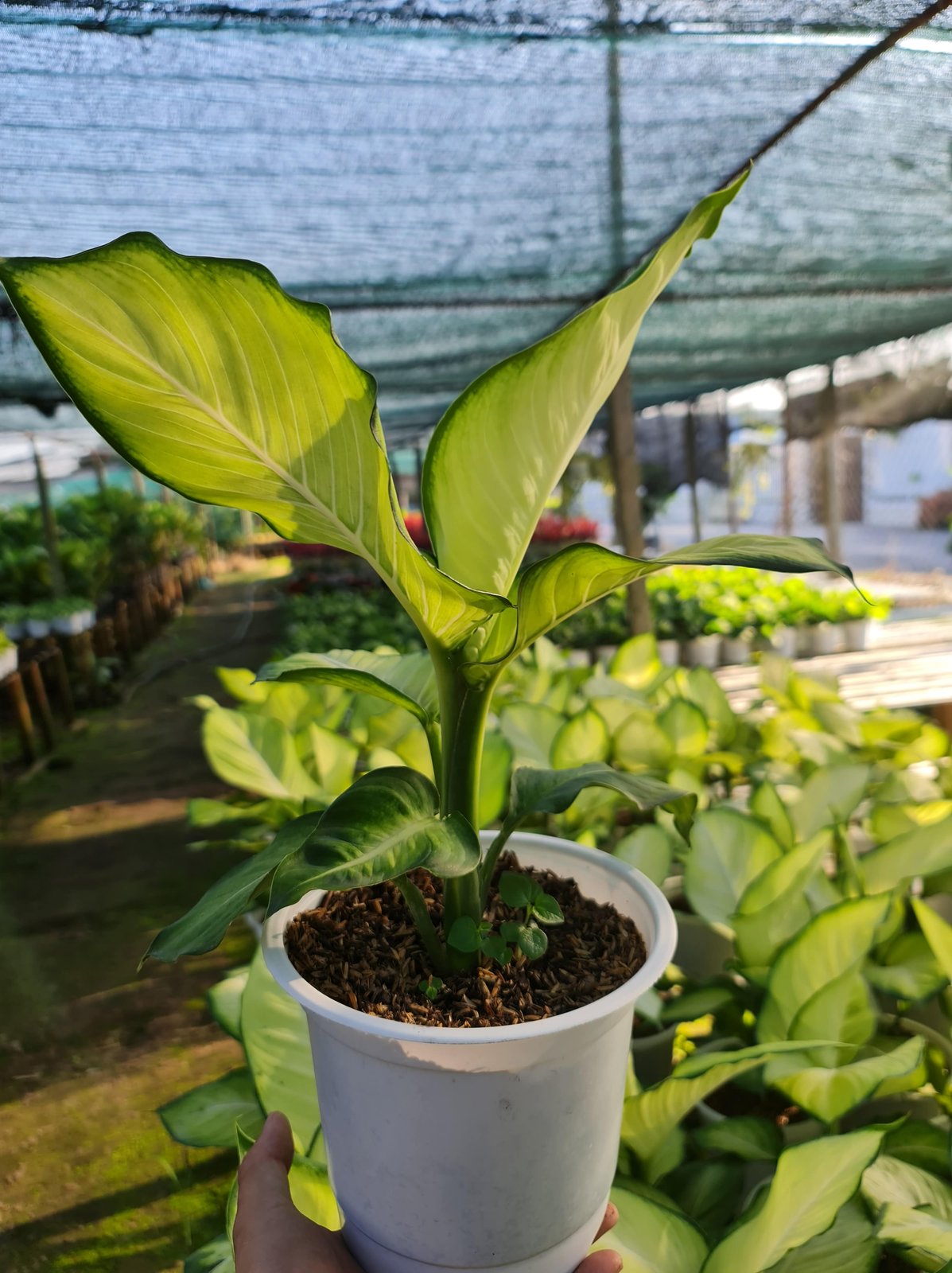 CÂY THIÊN HOÀNG, (cao 35cm), cây phong thủy hút tài lộc để bàn mini GIÁ RẺ, lọc không khí, Cây Tươi Nguyên CTN0110 2