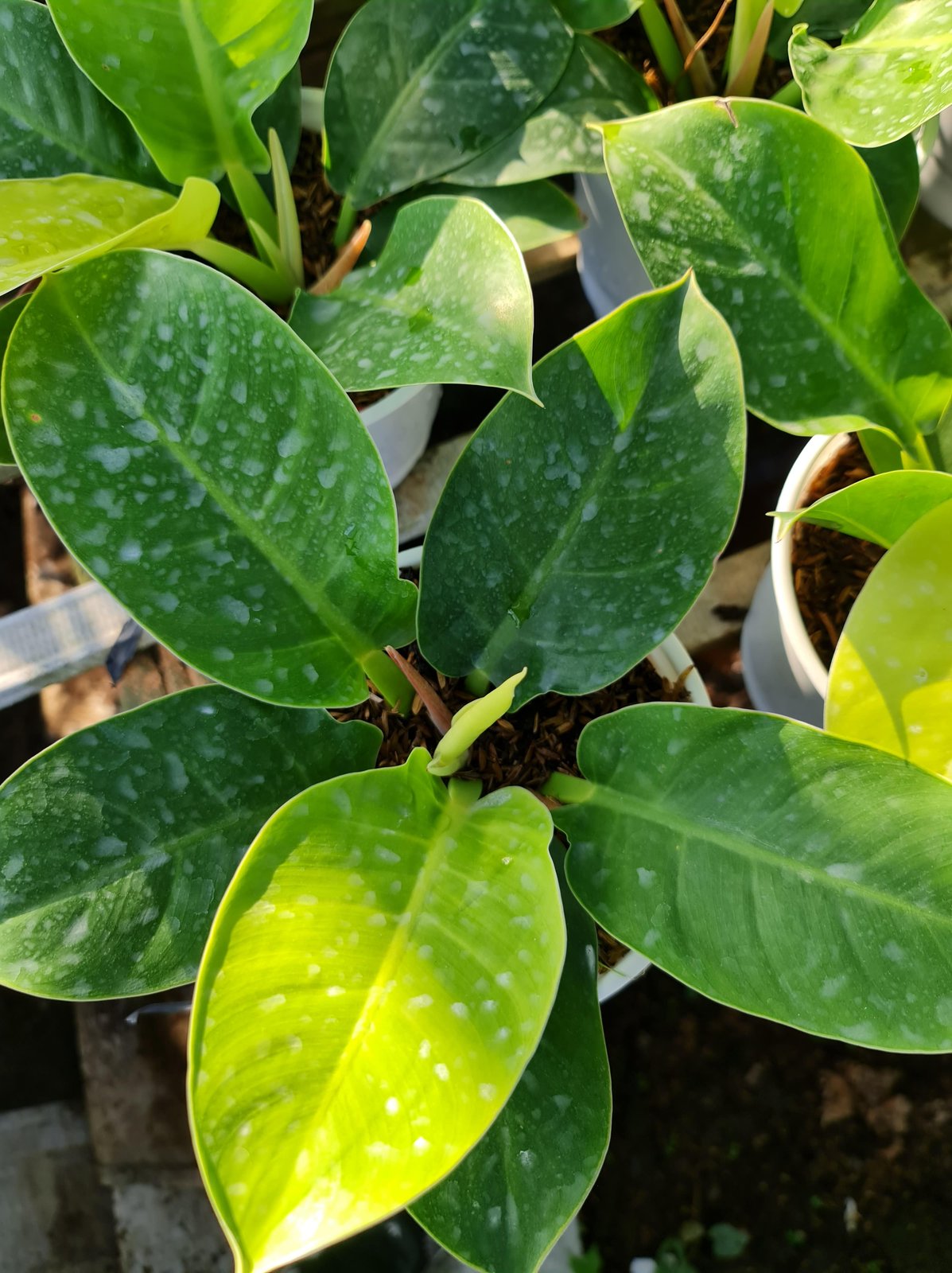 CÂY TRẦU BÀ ĐẾ VƯƠNG Vàng, (cao 35cm), cây phong thủy hút tài lộc để bàn mini GIÁ RẺ, lọc không khí, Cây Tươi Nguyên CTN0020 3