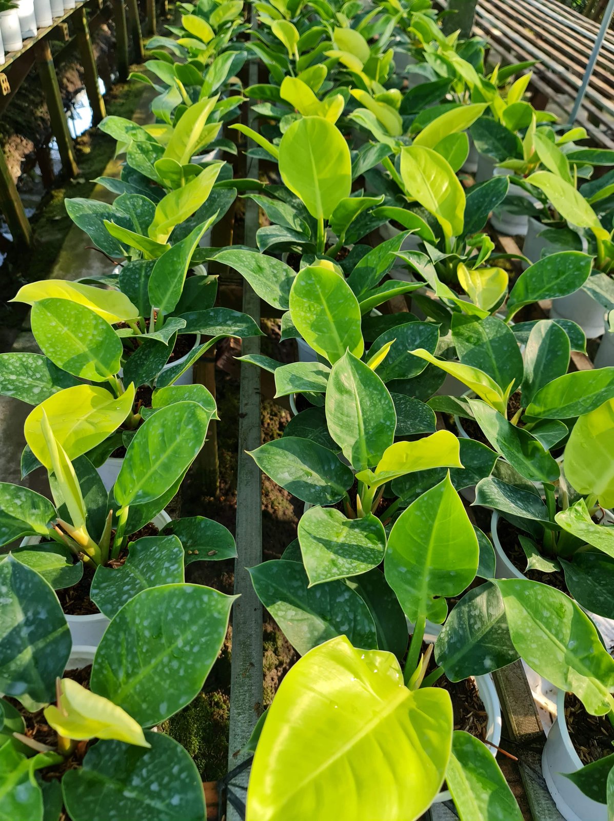 CÂY TRẦU BÀ ĐẾ VƯƠNG Vàng, (cao 35cm), cây phong thủy hút tài lộc để bàn mini GIÁ RẺ, lọc không khí, Cây Tươi Nguyên CTN0020 2