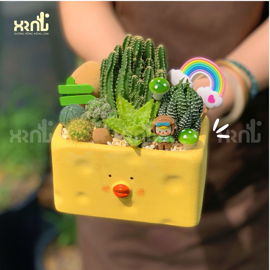 Tiểu cảnh xương rồng để bàn, dễ chăm (chậu vịt dài) | XR03 3