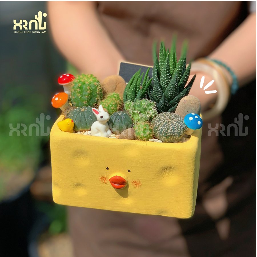 Tiểu cảnh xương rồng để bàn, dễ chăm (chậu vịt dài) | XR03