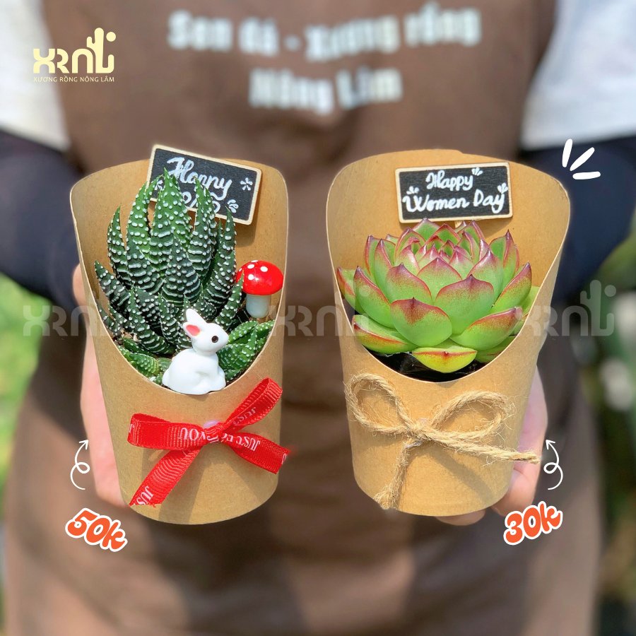 Sen đá xương rồng quà tặng nhân viên - TC33 2