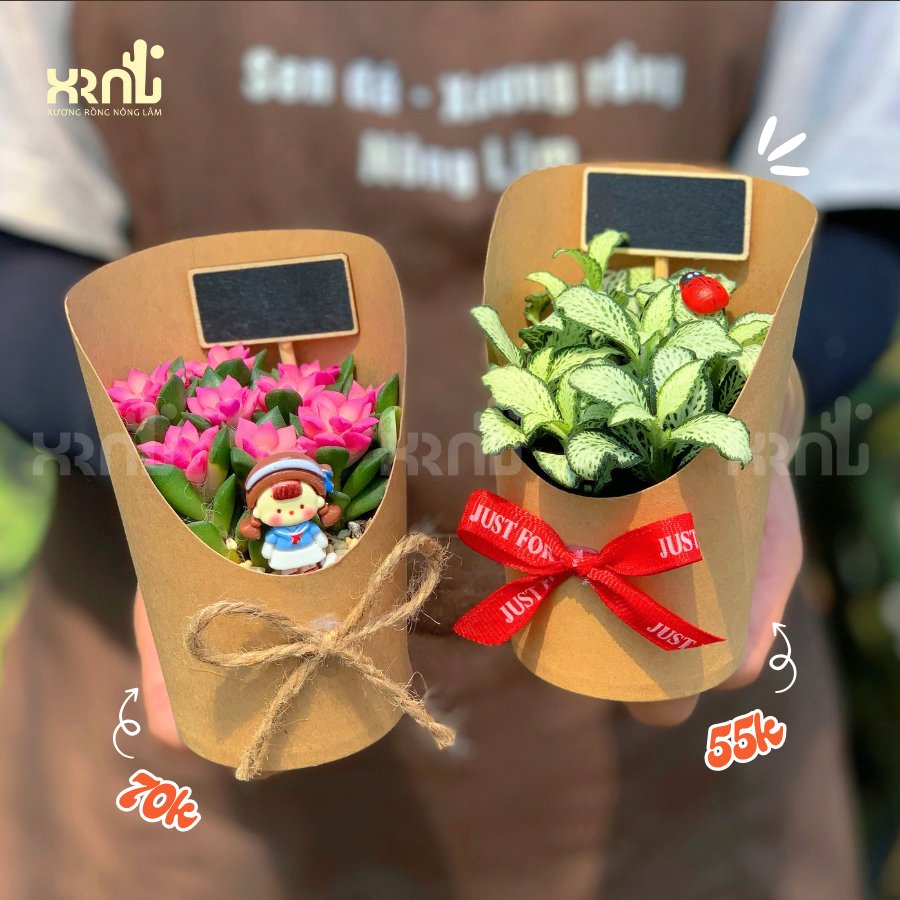 Sen đá xương rồng quà tặng nhân viên - TC33