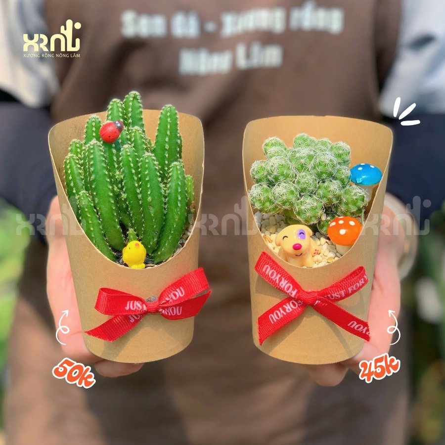 Sen đá xương rồng quà tặng nhân viên - TC33 3