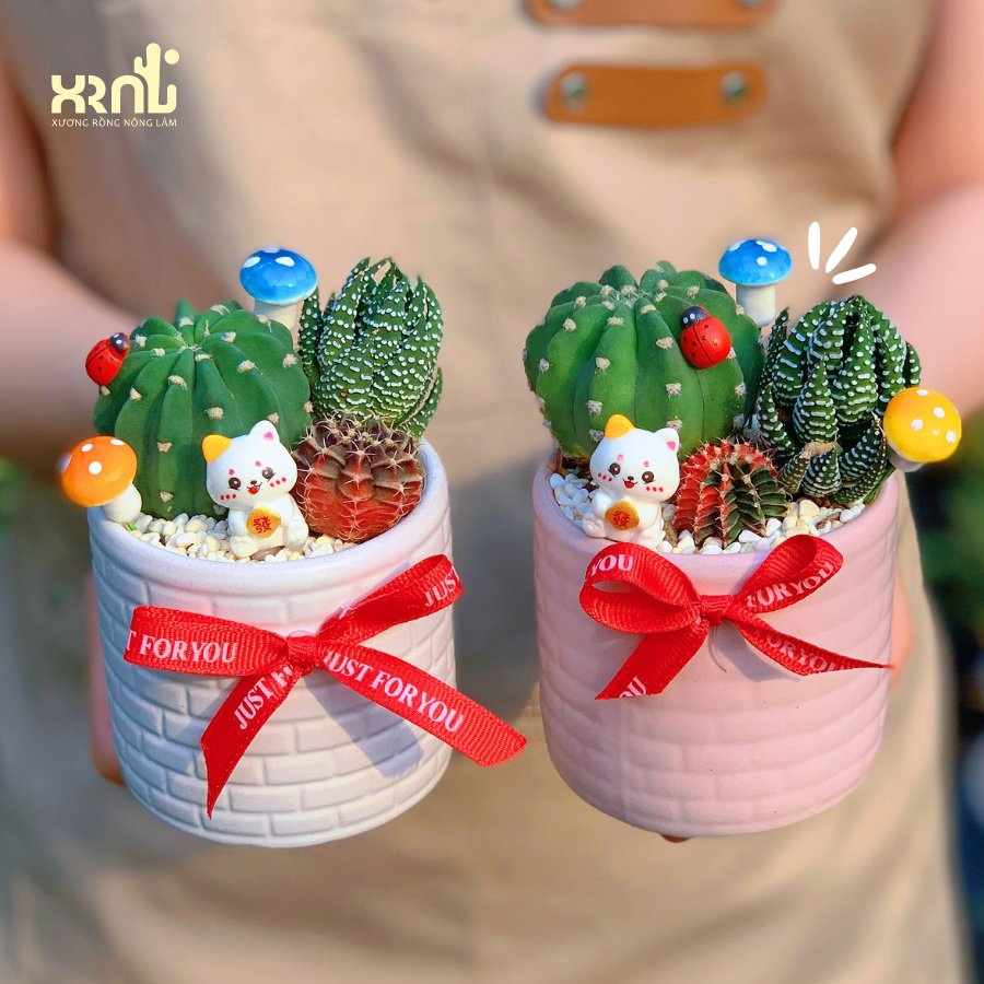 Tiểu cảnh xương rồng để bàn, dễ chăm | XR02