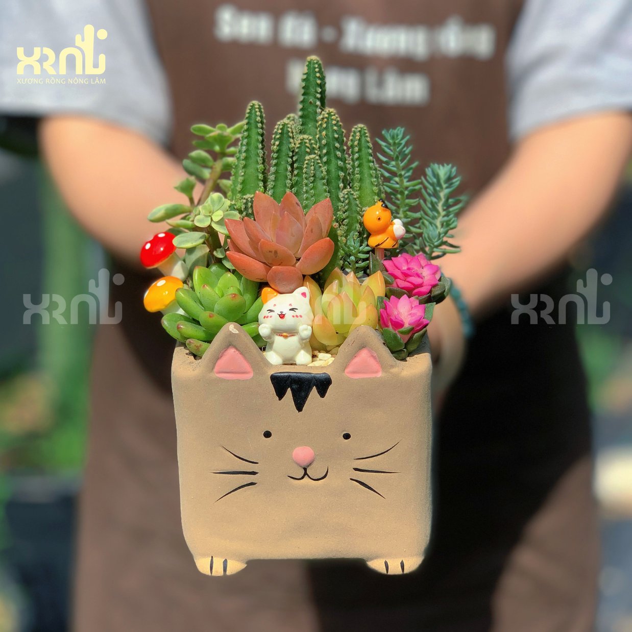 Tiểu cảnh sen đá chậu mèo nâu đáng yêu | TC32