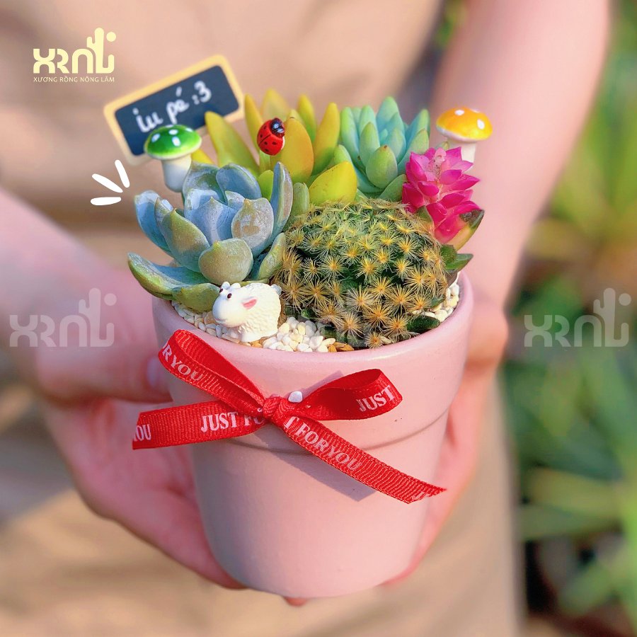 Tiểu cảnh sen đá xương rồng chầu hồng nhẹ nhàng | TC31