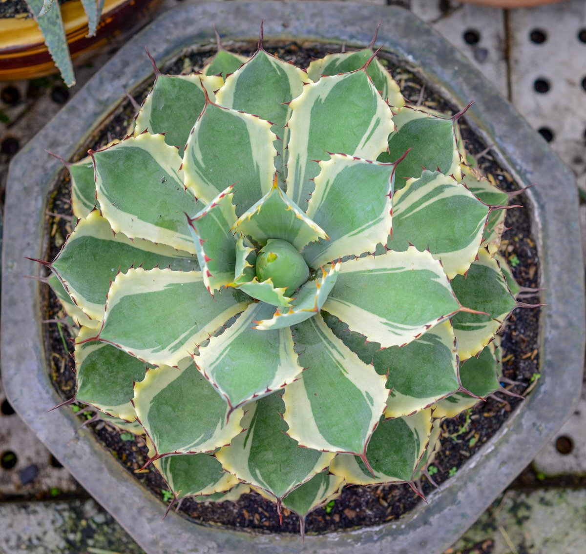 Agave potatorum