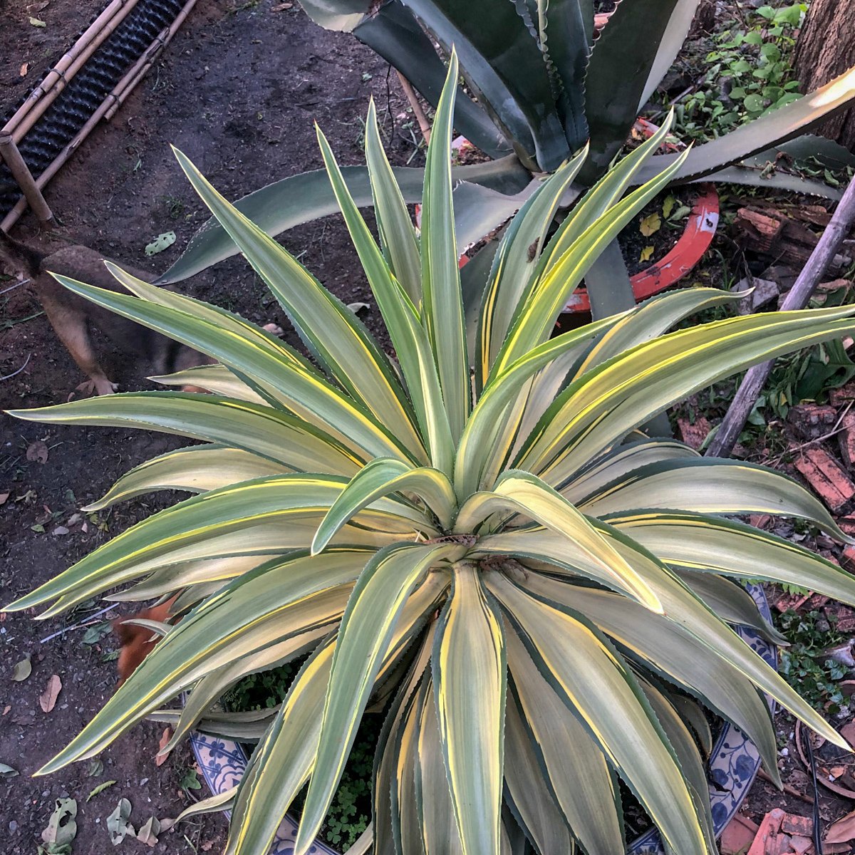 Agave sọc vàng