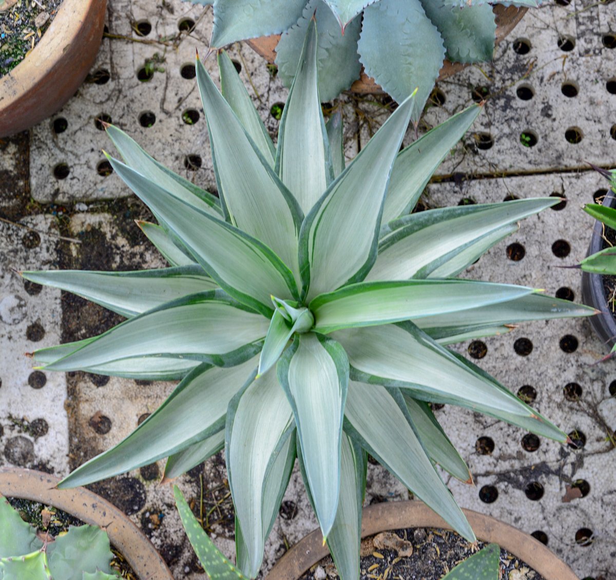 Agave sọc trắng