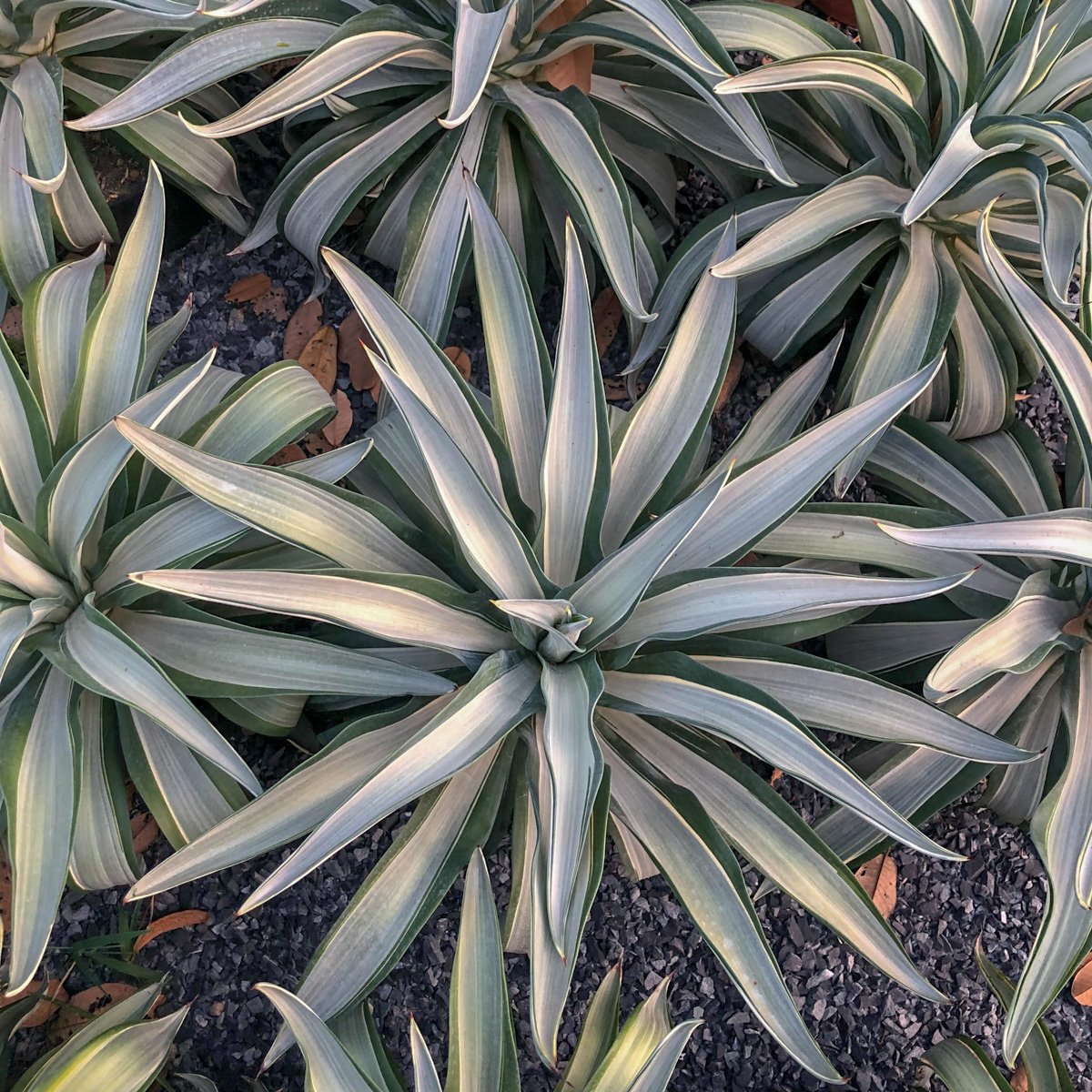 Agave sọc trắng 2