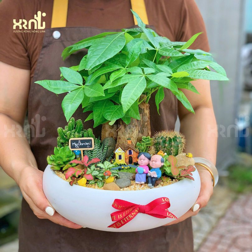 Chậu cây mini để bàn - Kim ngân mix phụ kiện dễ thương | CM06 2