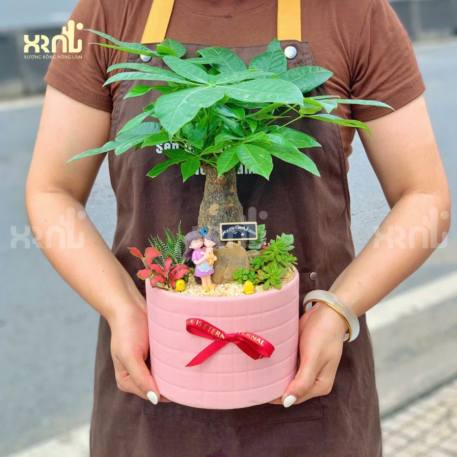 Chậu cây mini để bàn - Kim ngân mix phụ kiện dễ thương | CM06