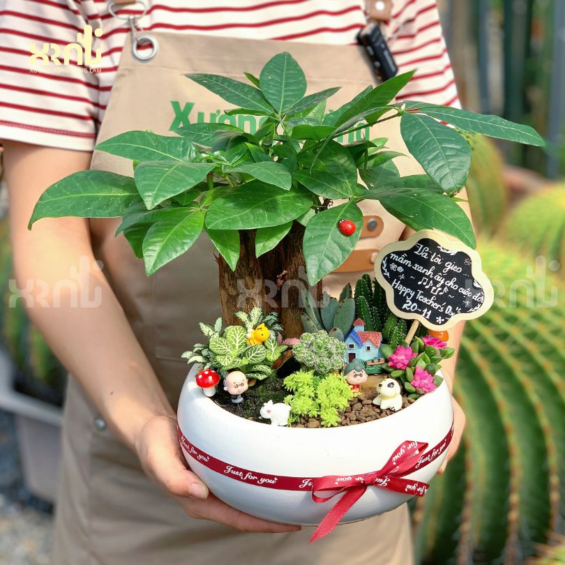 Chậu cây mini để bàn - Kim ngân mix phụ kiện dễ thương | CM06 3