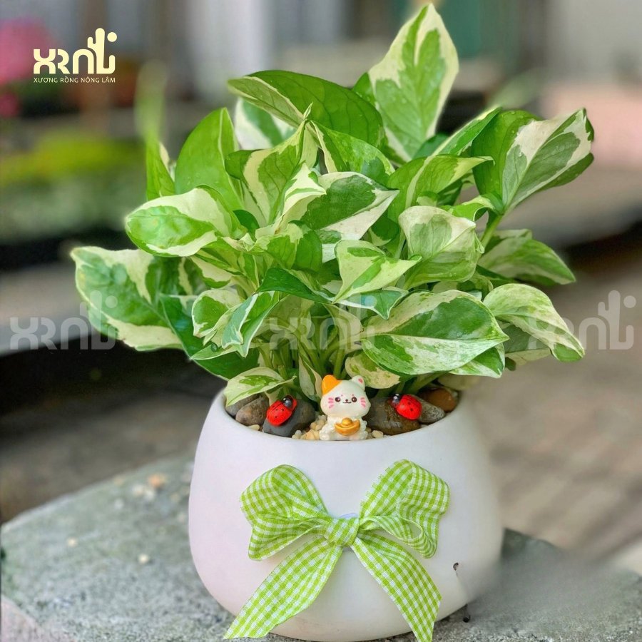 Chậu cây mini để bàn - Trầu bà sữa | CM05