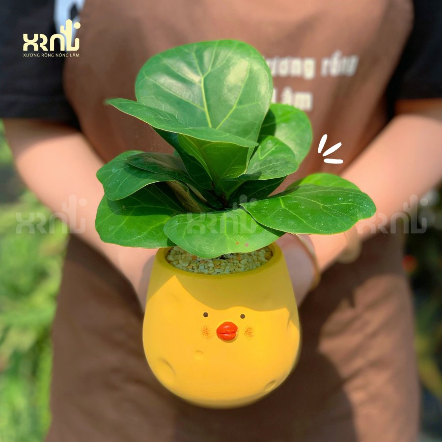 Chậu cây mini để bàn - Bàng Sing | CM03 2