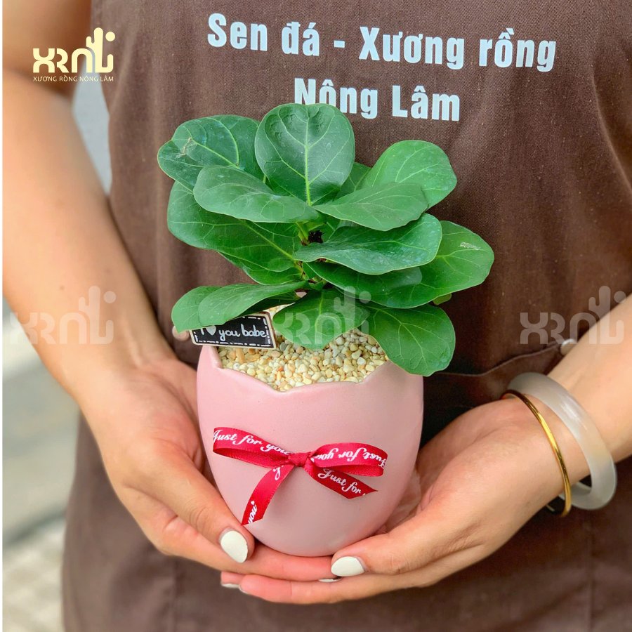 Chậu cây mini để bàn - Bàng Sing | CM03