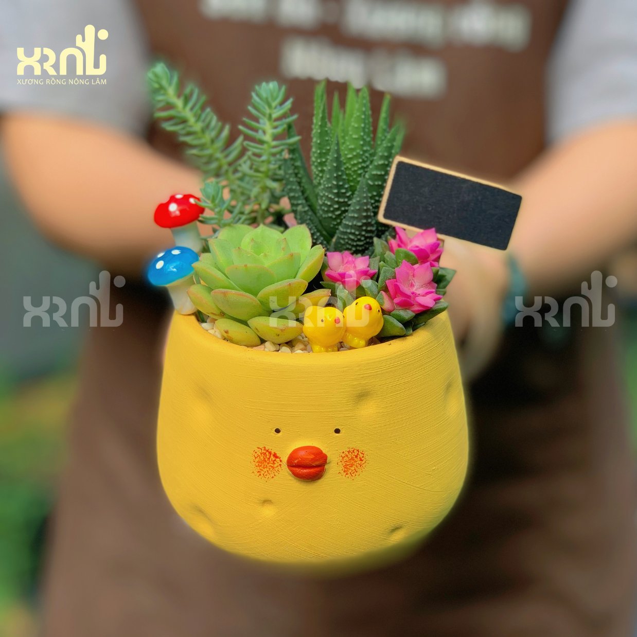 Tiểu cảnh sen đá xương rồng chậu hồng nhẹ nhàng | TC30
