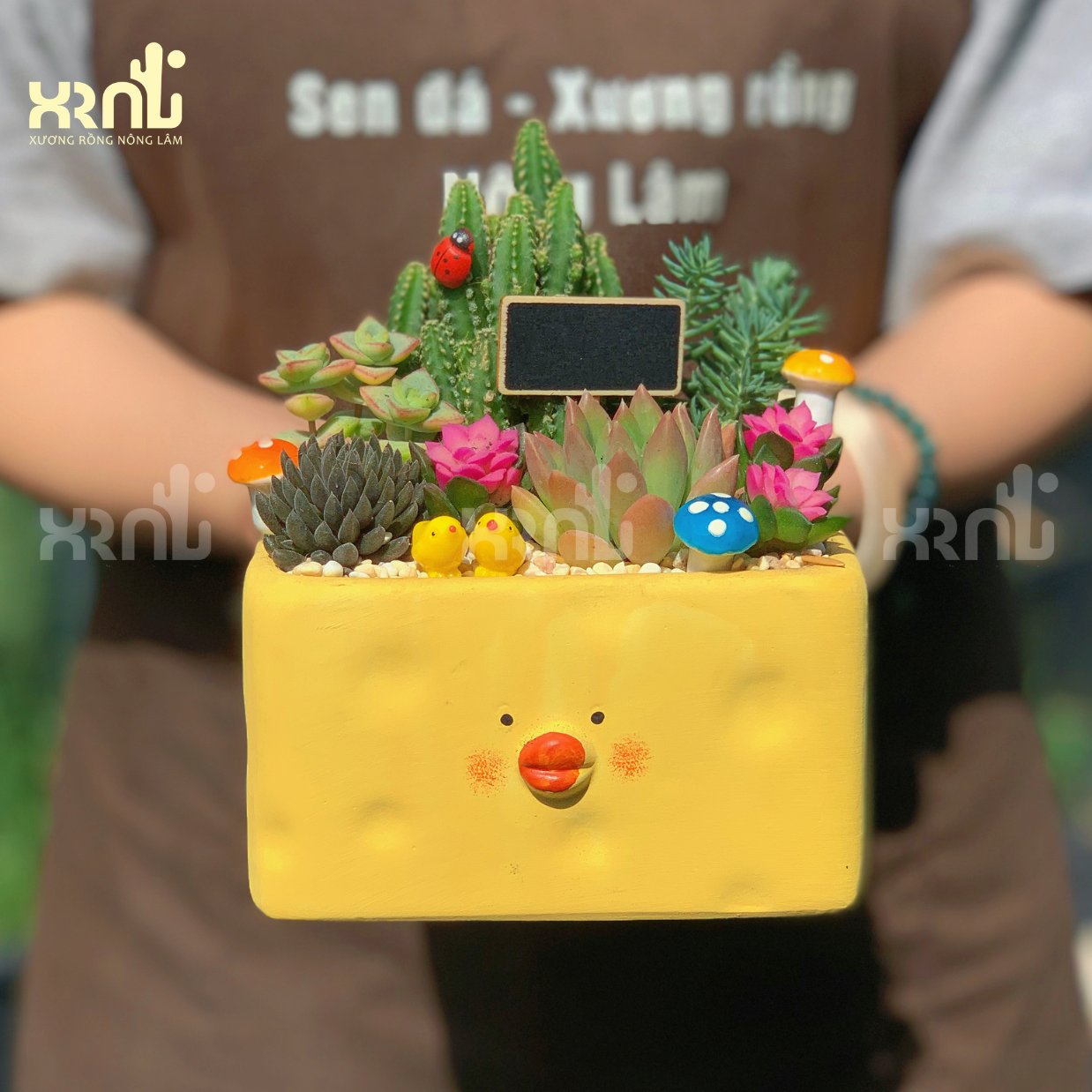 Tiểu cảnh sen đá mix nhiều phụ kiện (chậu vịt dài) | TC29 2