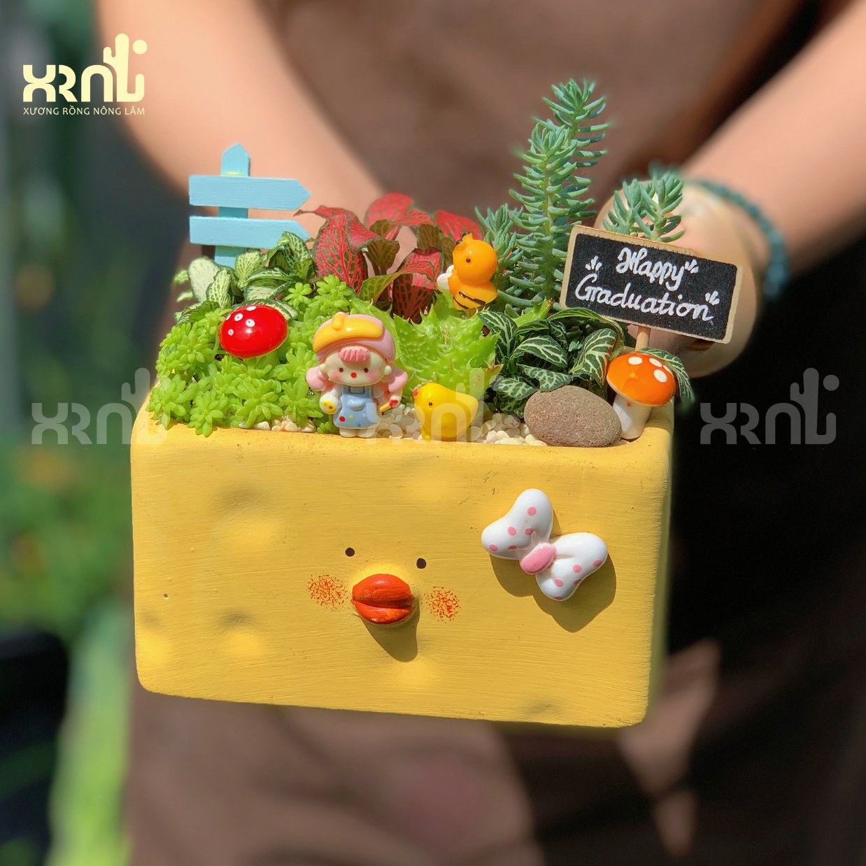 Tiểu cảnh sen đá mix nhiều phụ kiện (chậu vịt dài) | TC29