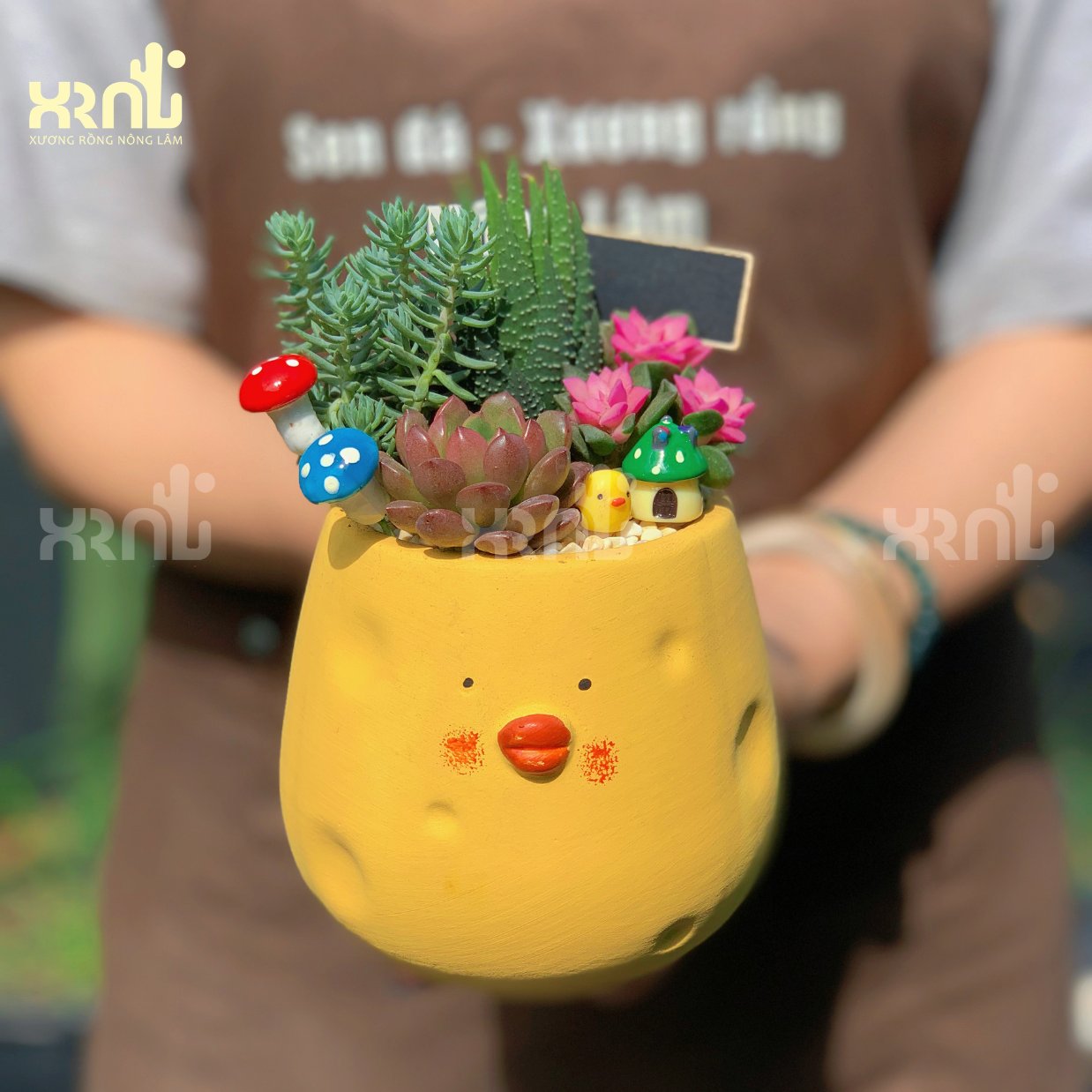 Tiểu cảnh sen đá chú vịt vàng (cao) | TC28