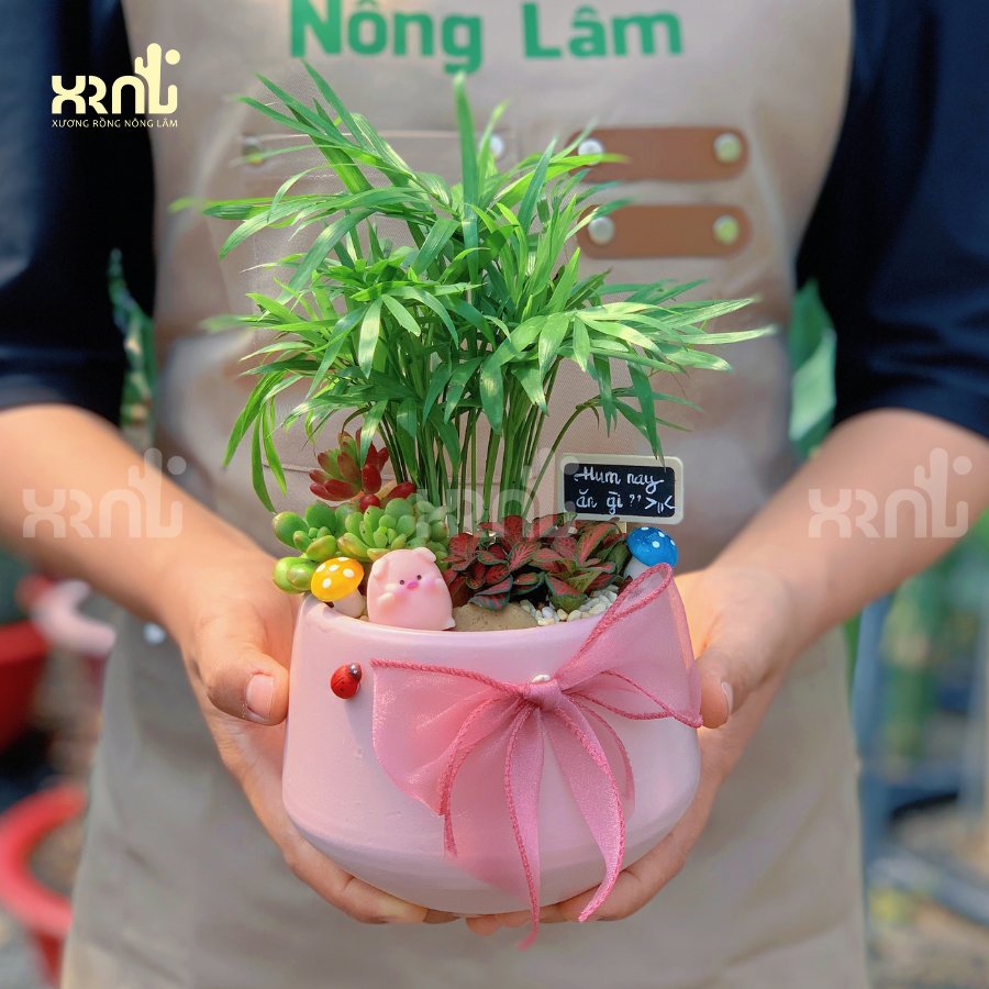 Chậu cây mini để bàn - Cau tiểu trâm mix phụ kiện | CM02