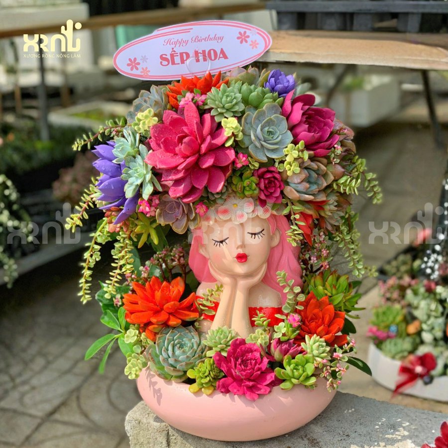 Chậu sen đá cô gái mix nhiều loại phù hợp tặng sự kiện | SD07 2
