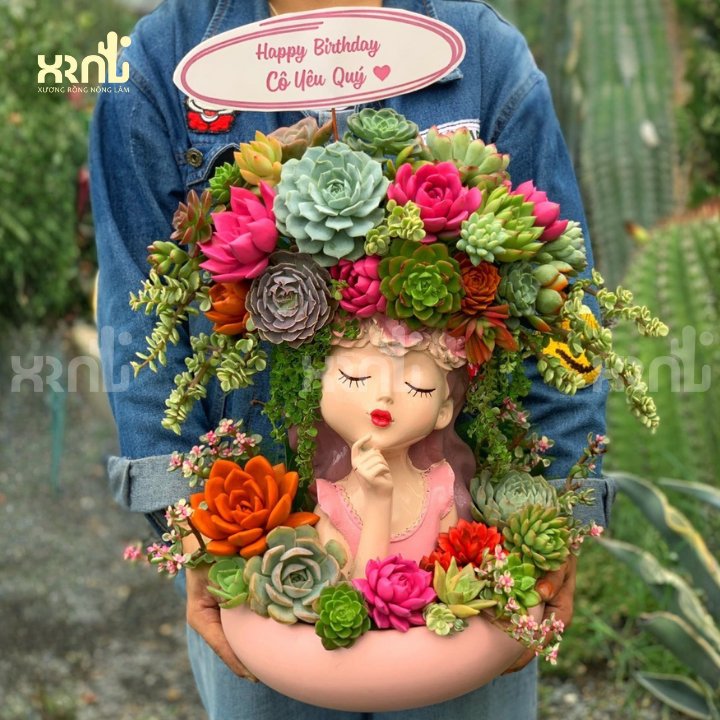 Chậu sen đá cô gái mix nhiều loại phù hợp tặng sự kiện | SD07 3