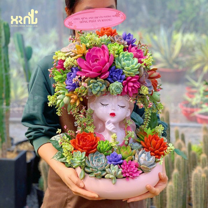 Chậu sen đá cô gái mix nhiều loại phù hợp tặng sự kiện | SD07