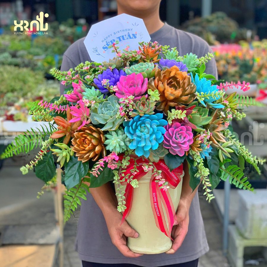 Chậu sen đá mix siêu to tặng sếp - chậu cao | SD06