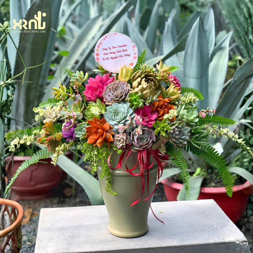 Chậu sen đá mix siêu to tặng sếp - chậu cao | SD06 2