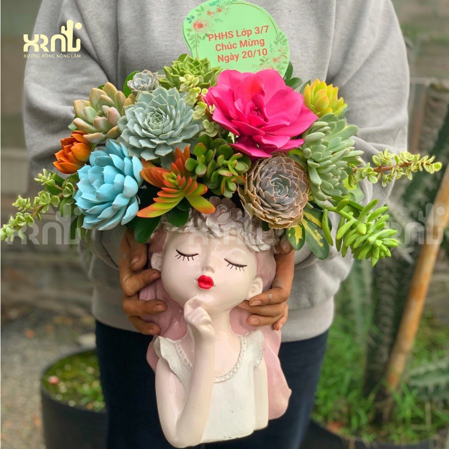 Chậu sen đá mix cô gái dịu dàng ấn tượng | SD05 2
