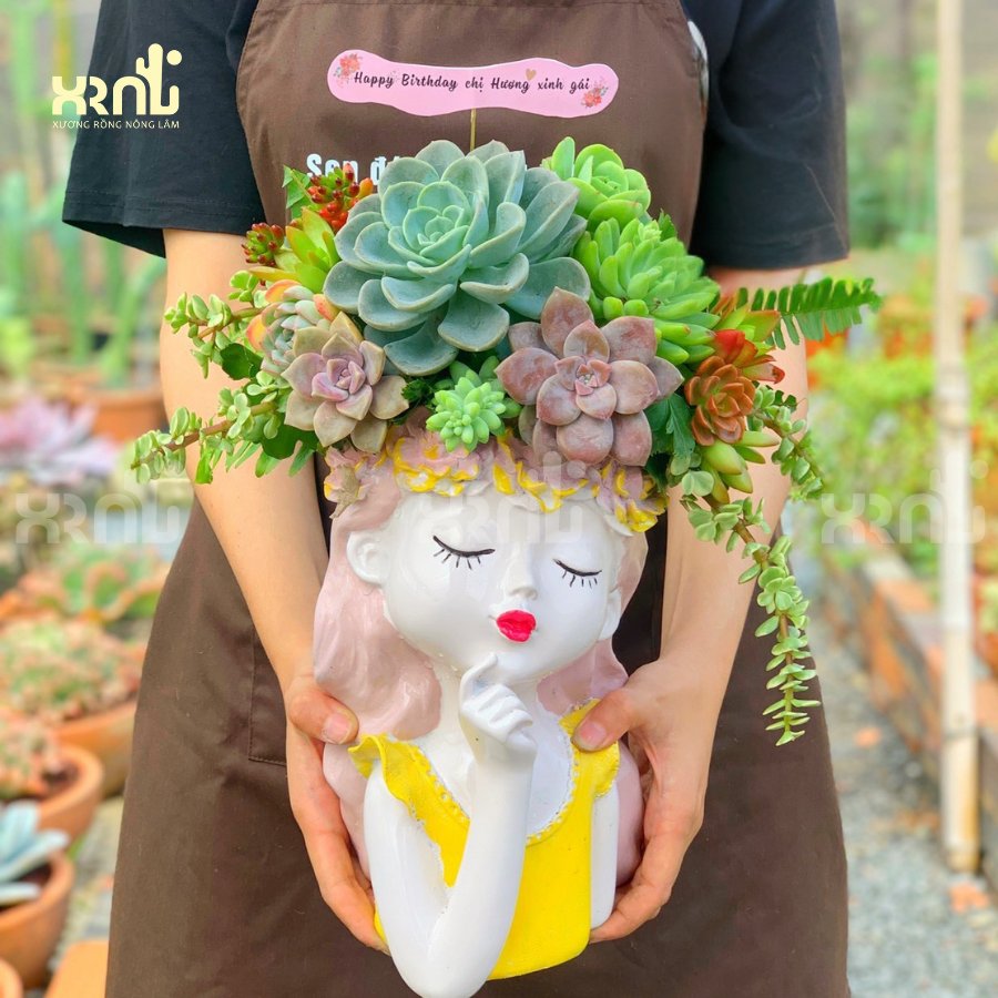 Chậu sen đá mix cô gái dịu dàng ấn tượng | SD05