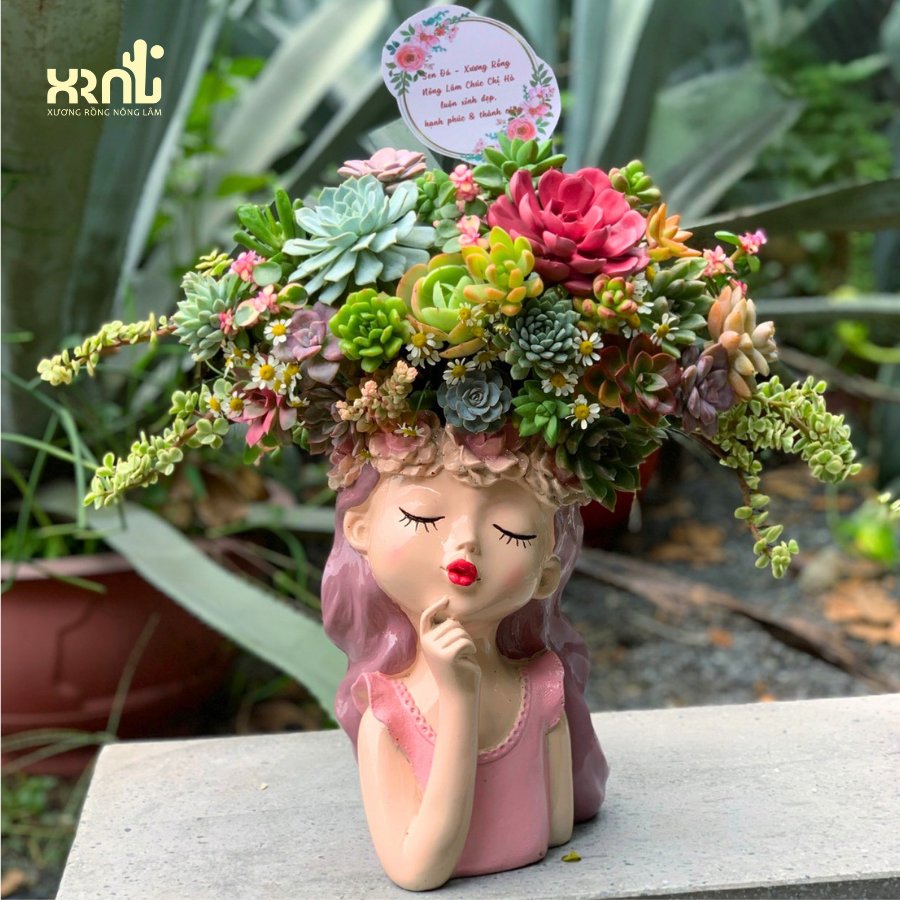 Chậu sen đá mix cô gái dịu dàng ấn tượng | SD05 3