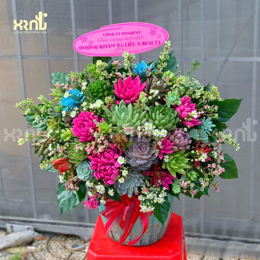 Chậu sen đá mix nhiều loại độc đáo tặng khai trương | SD04 2