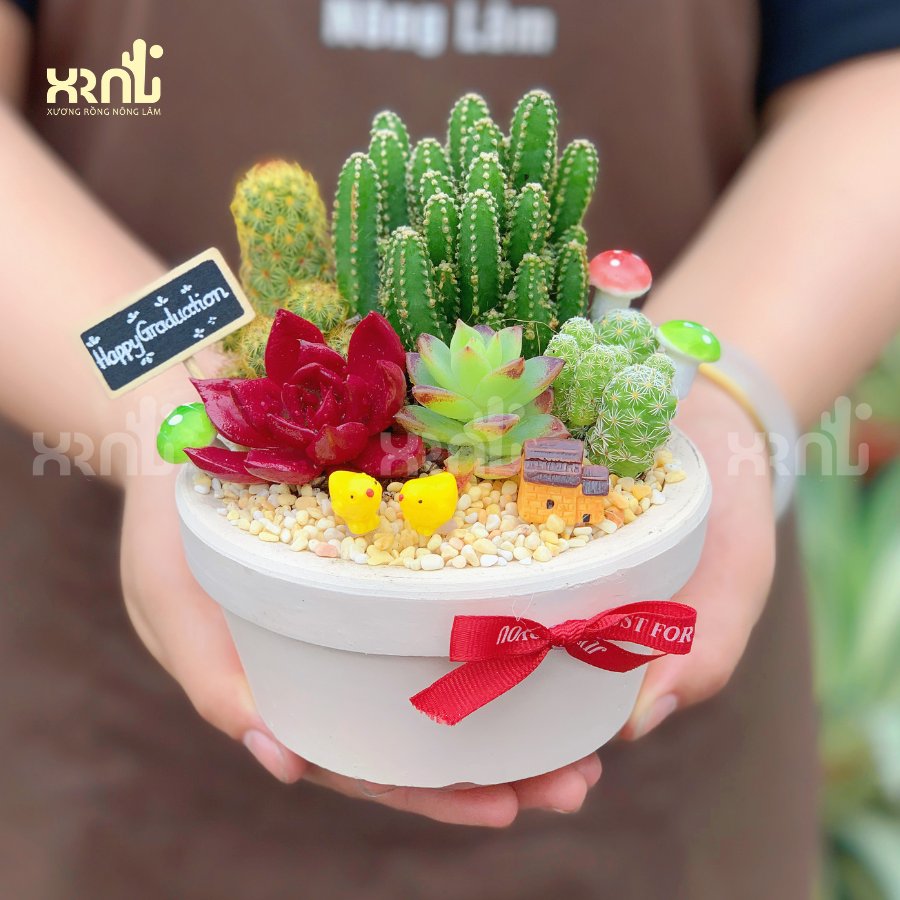 Tiểu cảnh sen đá xương rồng mix chậu tròn xinh xắn | TC27
