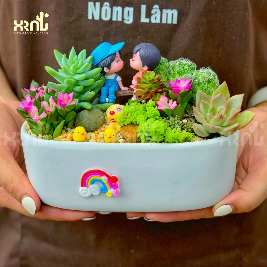 Tiểu cảnh sen đá mix em bé ngồi đáng yêu | TC26 2