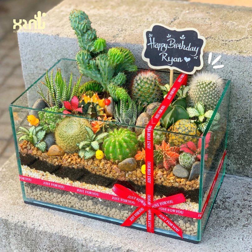 Tiểu cảnh xương rồng trong chậu thủy tinh độc đáo ấn tượng | TC25