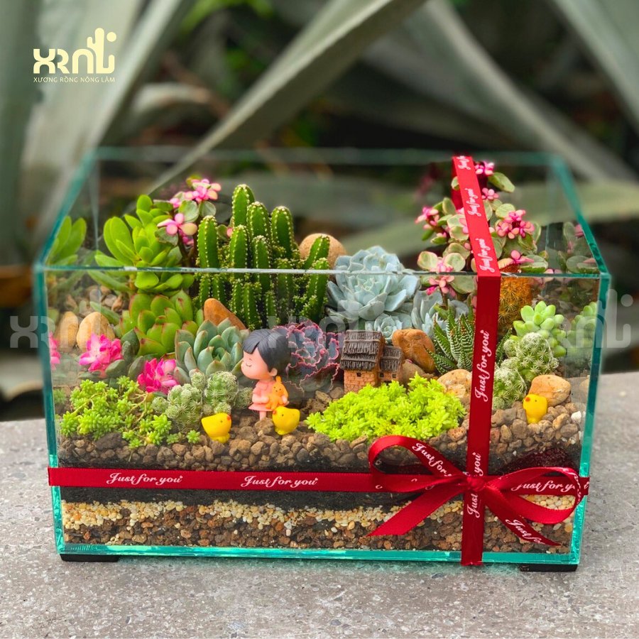 Tiểu cảnh sen đá xương rồng chậu thuỷ tinh độc đáo | TC23 2