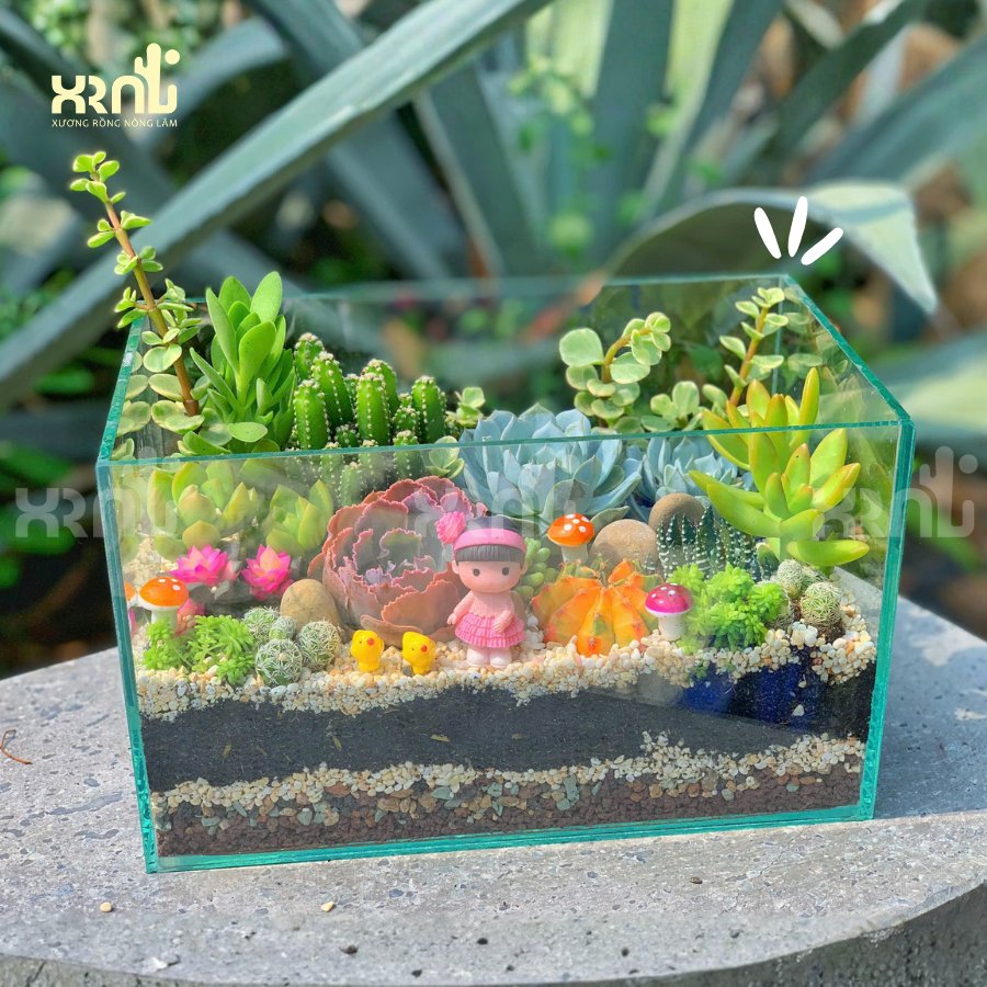 Tiểu cảnh sen đá xương rồng chậu thuỷ tinh độc đáo | TC23