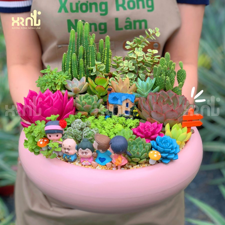 Tiểu cảnh sen đá mix xương rồng chậu tròn to | TC20